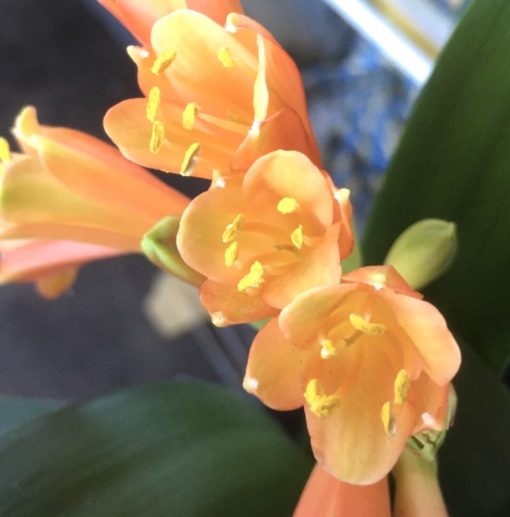 SH910 Orange Interspecific Clivia with very small flowers and mottled throats - Image 2
