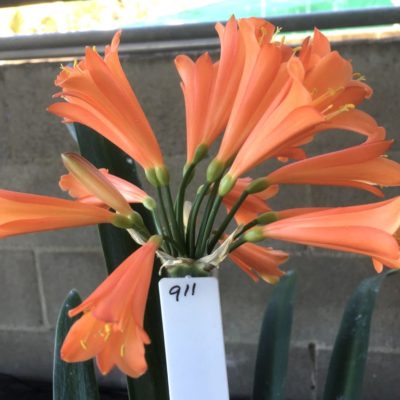 SH911 Orange tubular Clivia interspecific with flared throat