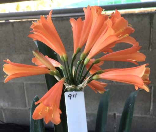 SH911 Orange tubular Clivia interspecific with flared throat