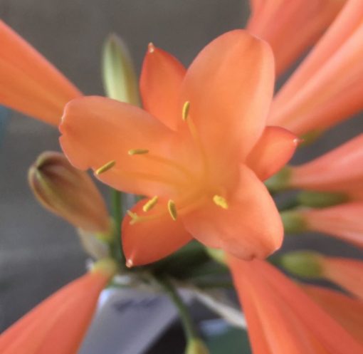 SH911 Orange tubular Clivia interspecific with flared throat - Image 2
