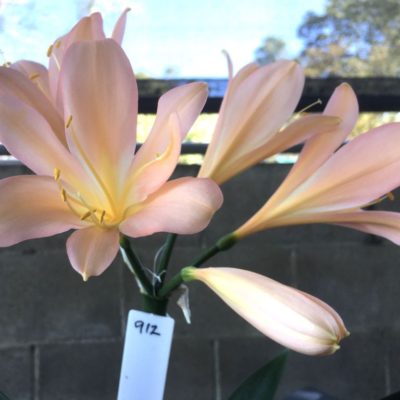 SH912 Pastel pink Clivia miniata with broad open flowers