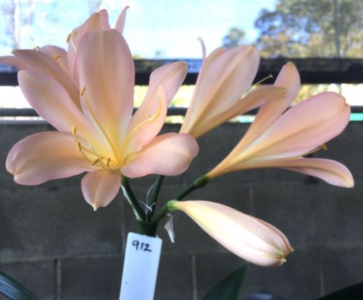 SH912 Pastel pink Clivia miniata with broad open flowers