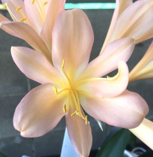 SH912 Pastel pink Clivia miniata with broad open flowers - Image 2