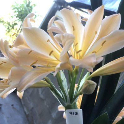 SH913 Pinky peach Clivia miniata with slight recurve