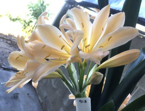 SH913 Pinky peach Clivia miniata with slight recurve