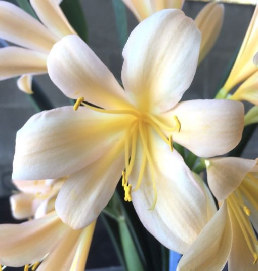 SH913 Pinky peach Clivia miniata with slight recurve - Image 2