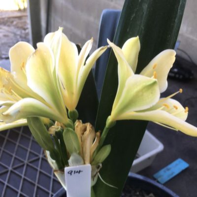 SH914  Cream/yellow dark green centred Clivia miniata