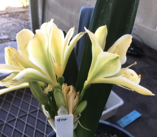 SH914  Cream/yellow dark green centred Clivia miniata