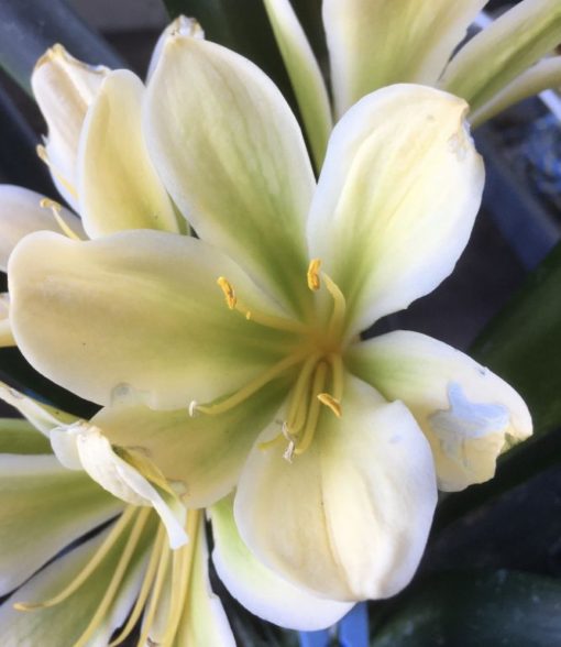 SH914  Cream/yellow dark green centred Clivia miniata - Image 2
