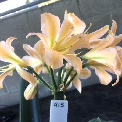 SH915 Light pinky peach Clivia miniata with light green centre and wide open flowers