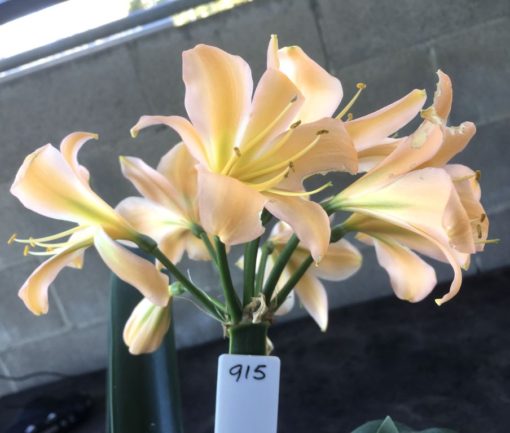 SH915 Light pinky peach Clivia miniata with light green centre and wide open flowers