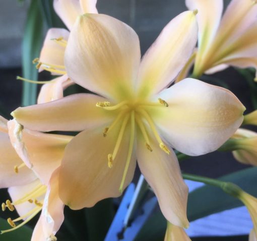 SH915 Light pinky peach Clivia miniata with light green centre and wide open flowers - Image 2