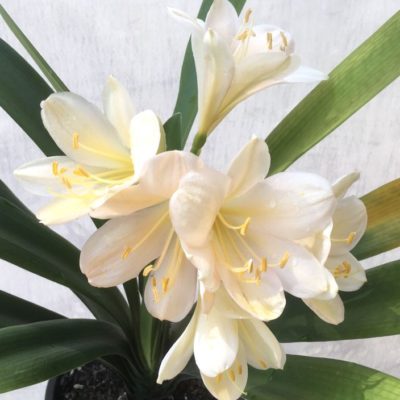 SH946 Very light pink Clivia miniata