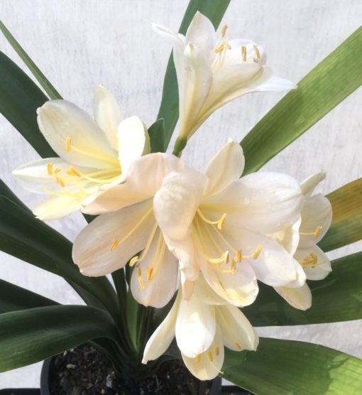 SH946 Very light pink Clivia miniata