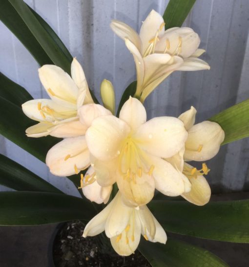 SH946 Very light pink Clivia miniata - Image 2