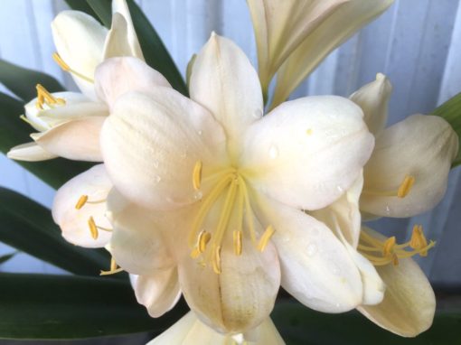 SH946 Very light pink Clivia miniata - Image 3