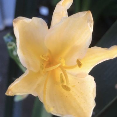 SH962 Mid peach Clivia miniata with small flower