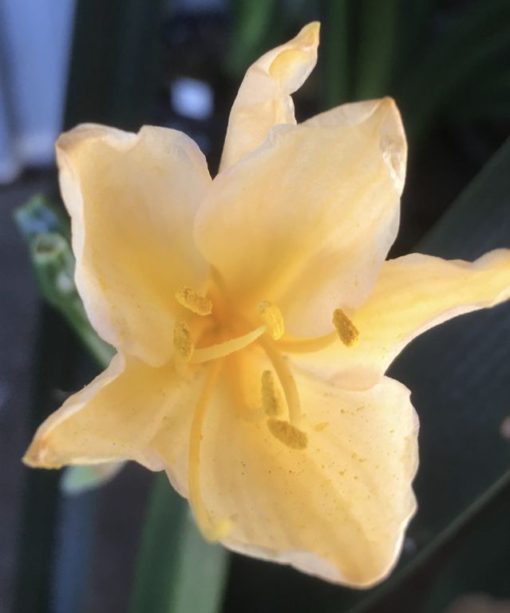 SH962 Mid peach Clivia miniata with small flower