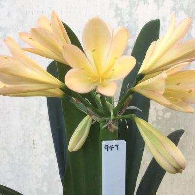 SH947 Very pink peach Clivia miniata