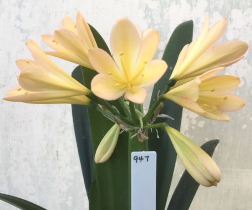 SH947 Very pink peach Clivia miniata