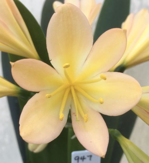 SH947 Very pink peach Clivia miniata - Image 2