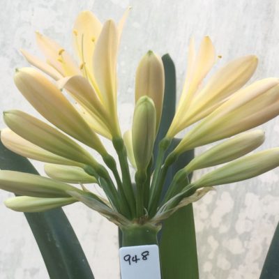 SH948 Pale peach Clivia miniata with light green throat and tight flowers