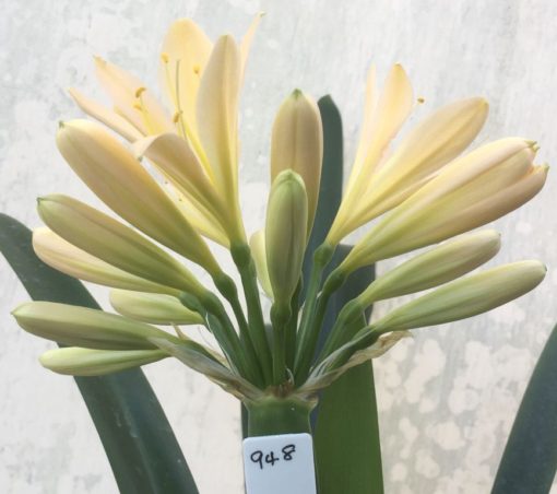 SH948 Pale peach Clivia miniata with light green throat and tight flowers