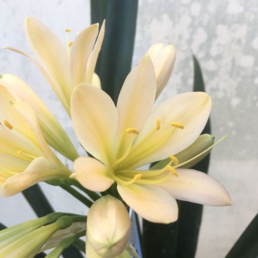 SH948 Pale peach Clivia miniata with light green throat and tight flowers - Image 2