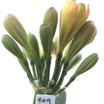 SH949 Dark peach Clivia miniata with dark green throat and buds.  Anthocyanin colouration to tepal edges