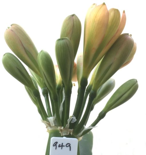 SH949 Dark peach Clivia miniata with dark green throat and buds.  Anthocyanin colouration to tepal edges