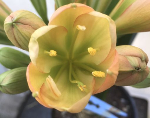 SH949 Dark peach Clivia miniata with dark green throat and buds.  Anthocyanin colouration to tepal edges - Image 2