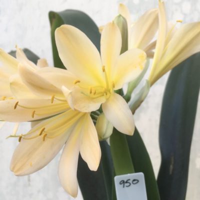 SH950 Light pink peach Clivia miniata