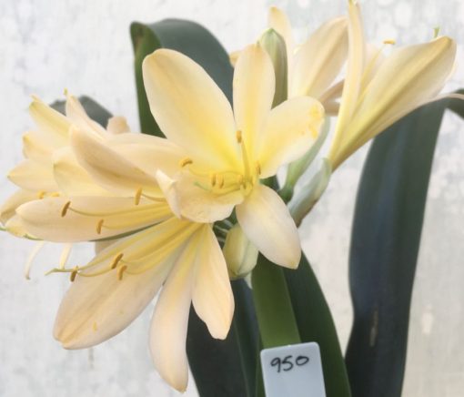 SH950 Light pink peach Clivia miniata