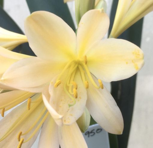 SH950 Light pink peach Clivia miniata - Image 2