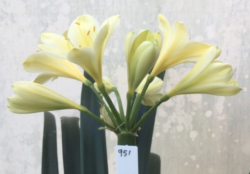 SH951 Bright yellow Clivia miniata.  Colour is nearly buttercup yellow