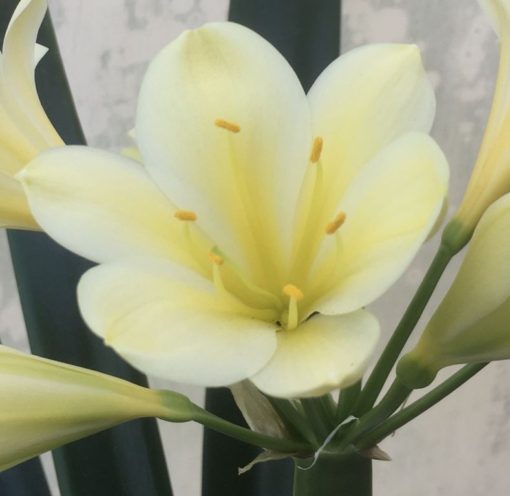 SH951 Bright yellow Clivia miniata.  Colour is nearly buttercup yellow - Image 2