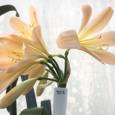 SH952 Very pink Clivia miniata with peach hues and light yellow throat