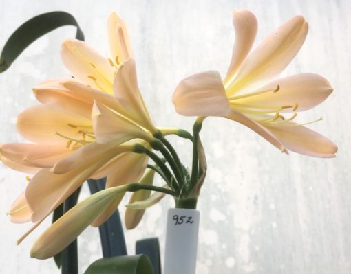 SH952 Very pink Clivia miniata with peach hues and light yellow throat