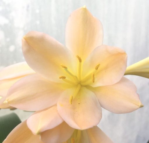 SH952 Very pink Clivia miniata with peach hues and light yellow throat - Image 2