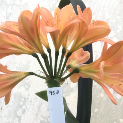 SH953 Rich cherry pink Clivia miniata with Light green throat and superb shaped flowers
