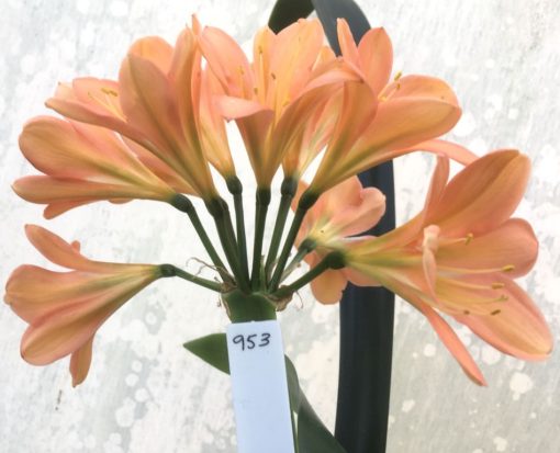 SH953 Rich cherry pink Clivia miniata with Light green throat and superb shaped flowers