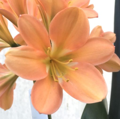 SH953 Rich cherry pink Clivia miniata with Light green throat and superb shaped flowers - Image 2