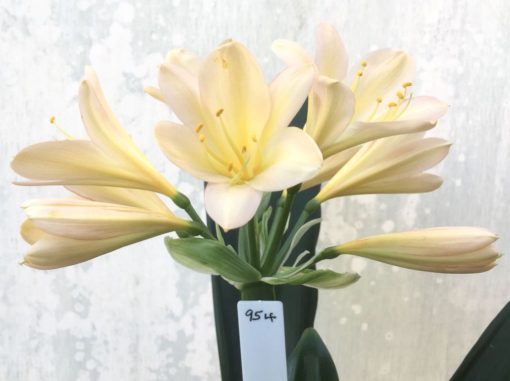 SH954 Superb soft pink Clivia miniata with bright yellow throat