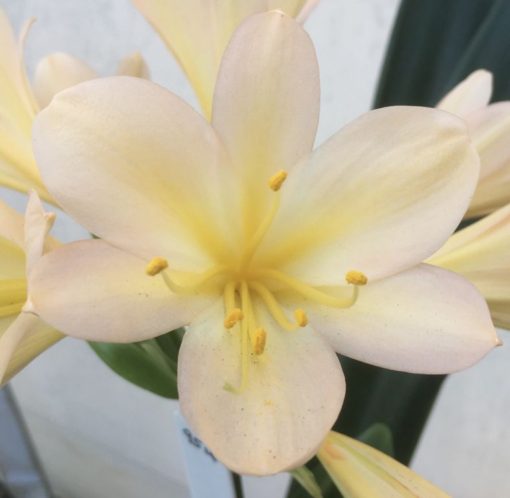 SH954 Superb soft pink Clivia miniata with bright yellow throat - Image 2