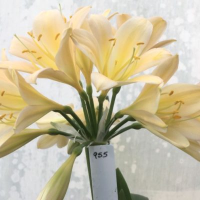 SH955 Pink peach Clivia miniata with slight variegation