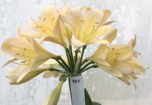 SH955 Pink peach Clivia miniata with slight variegation