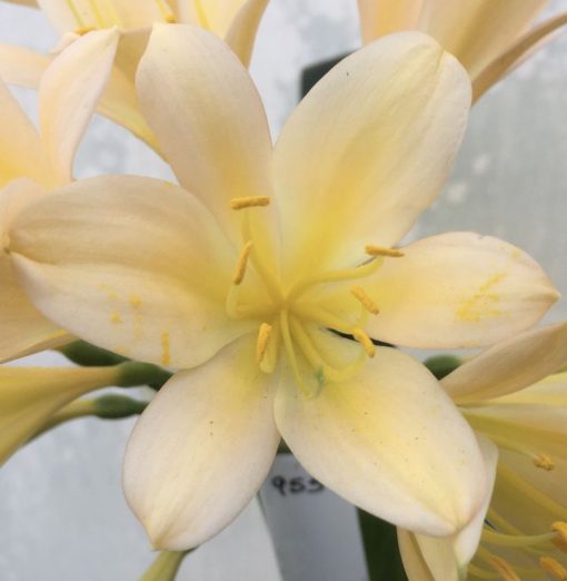 SH955 Pink peach Clivia miniata with slight variegation - Image 2