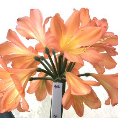 SH956 Superb pastel orange Clivia miniata with large umbel and flowers