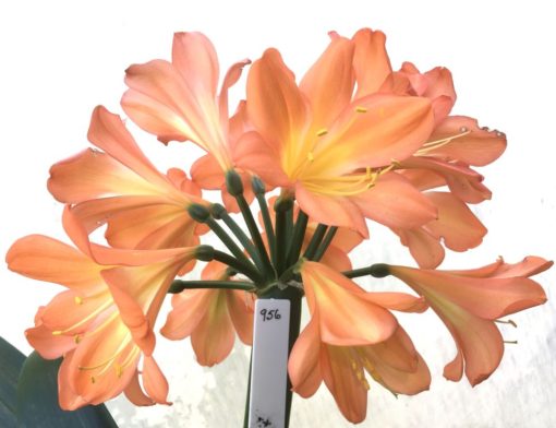 SH956 Superb pastel orange Clivia miniata with large umbel and flowers