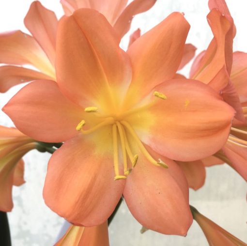 SH956 Superb pastel orange Clivia miniata with large umbel and flowers - Image 2